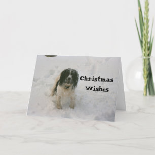The Nowzad Dogs Christmas Card (1)