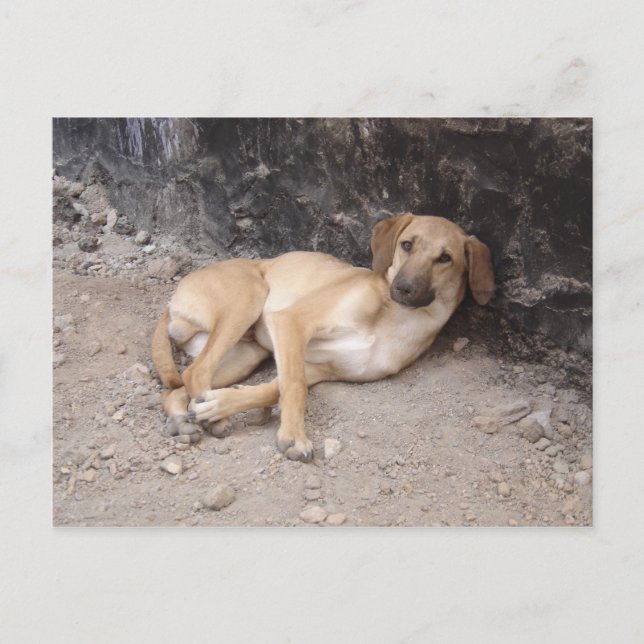 The Nowzad Dogs postcard RPG (Front)