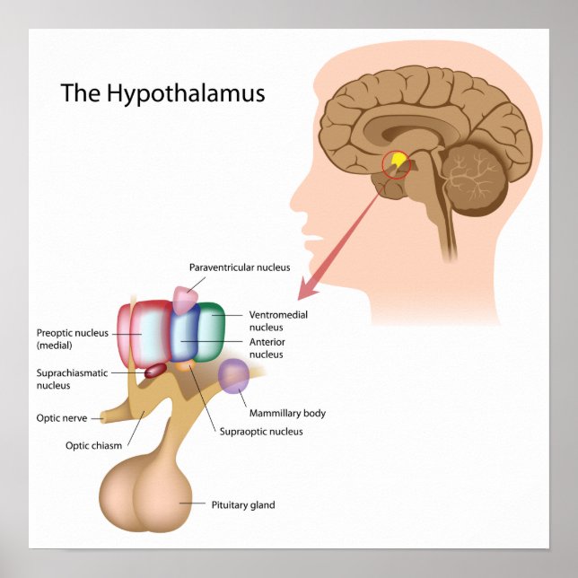The nuclei of the hypothalamus Poster (Front)