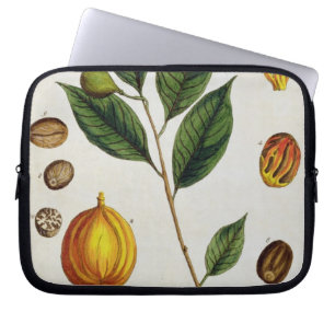 The Nutmeg, plate 353 from 'A Curious Herbal', pub Laptop Sleeve