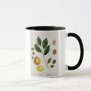 The Nutmeg, plate 353 from 'A Curious Herbal', pub Mug