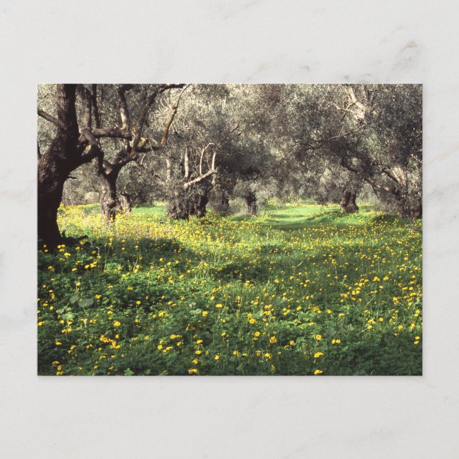 The olive grove postcard (Front)