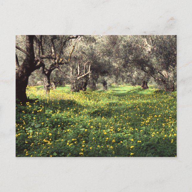 The olive grove postcard (Front)