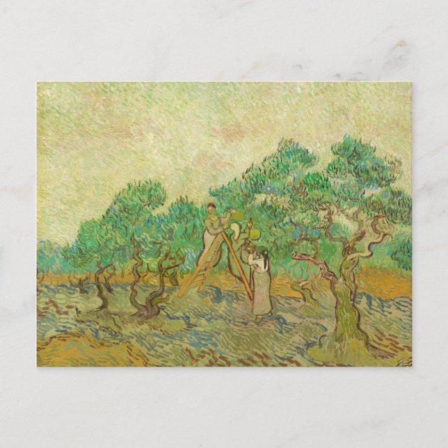 The Olive Orchard by van Gogh Postcard (Front)