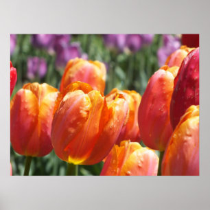 The Orange Tulips Poster