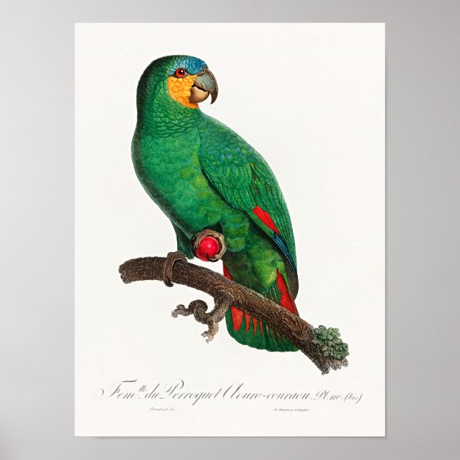 The Orange-Winged Amazon Poster (Front)