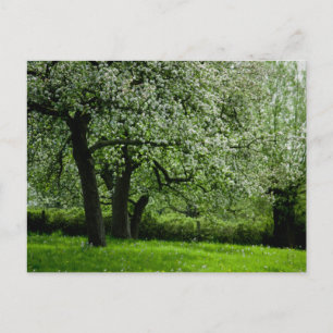 The Orchard Postcard
