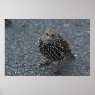 The Original Angry Bird?? Poster