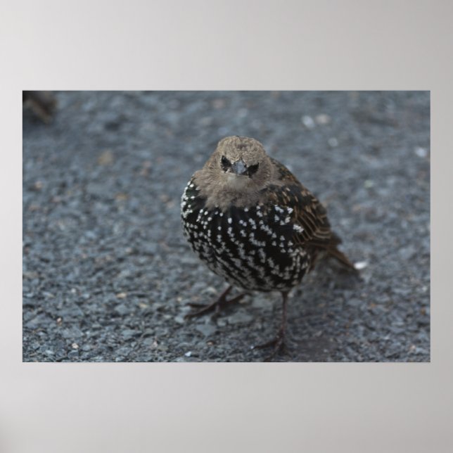 The Original Angry Bird?? Poster (Front)