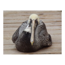 The Ornery Pelican Poster