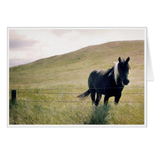 The Paint Horse