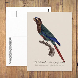 The Painted Parakeet, Pyrrhura Picta Postcard