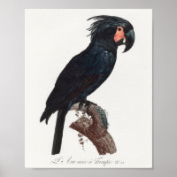 The Palm Cockatoo, Probosciger aterrimus Parrot
