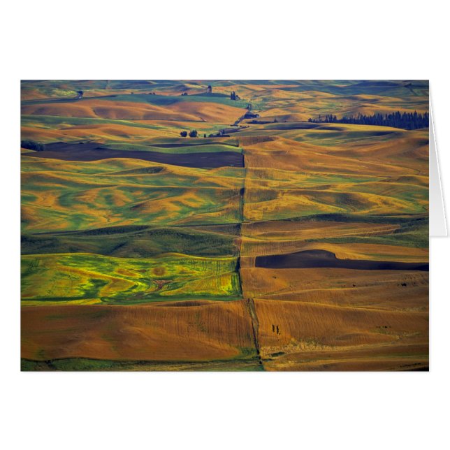 The Palouse from Steptoe Butte, Colfax, (Front Horizontal)