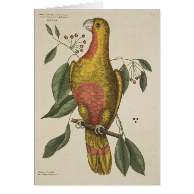 "The Parrot of Paradise" (Front)