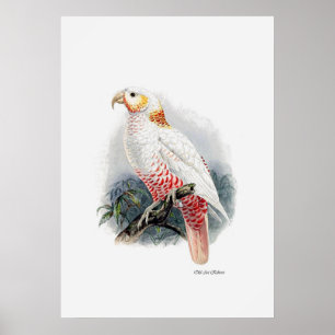 The Parrot Series One Of Three Poster