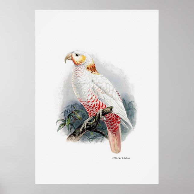 The Parrot Series One Of Three Poster (Front)