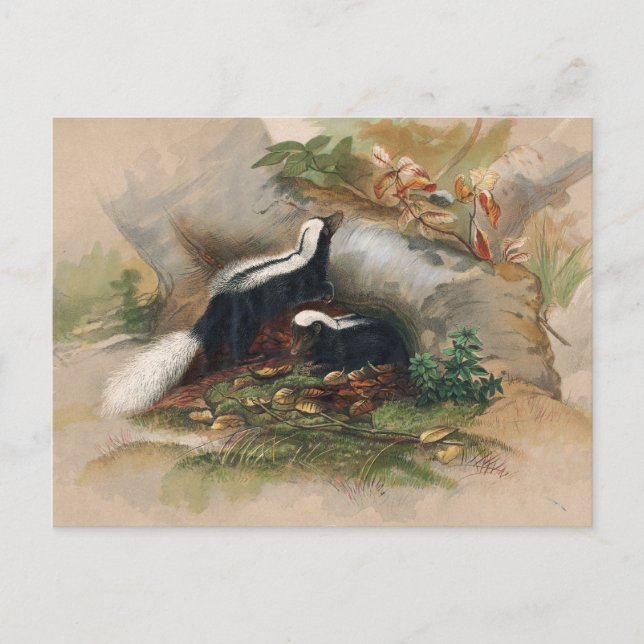 The Patagonian Skunk by Joseph Wolf Postcard (Front)