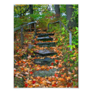 The Path Photo Print