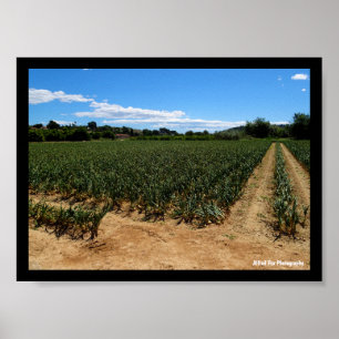 The Path Through the Onion Field Poster