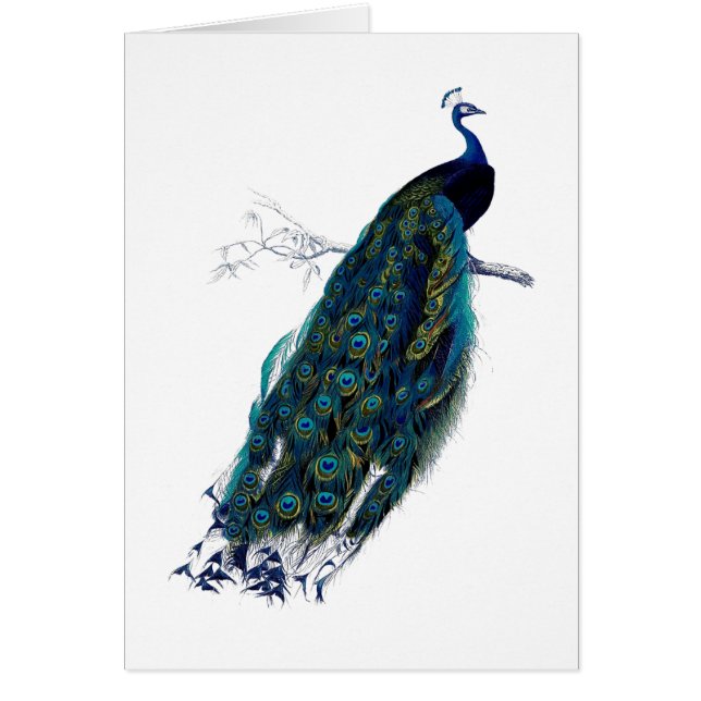 The Peacock Collection (Front)