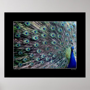 The Peacock Poster