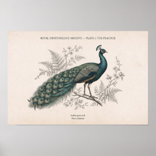 The Peacock Vintage Victorian Peacock Poster