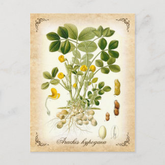 The peanut plant - vintage illustration postcard