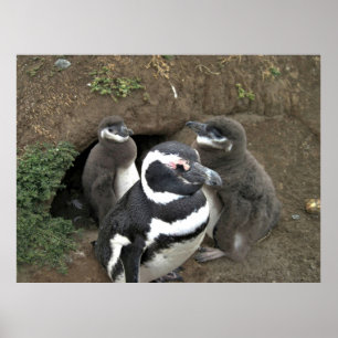 The Penguin Family Poster