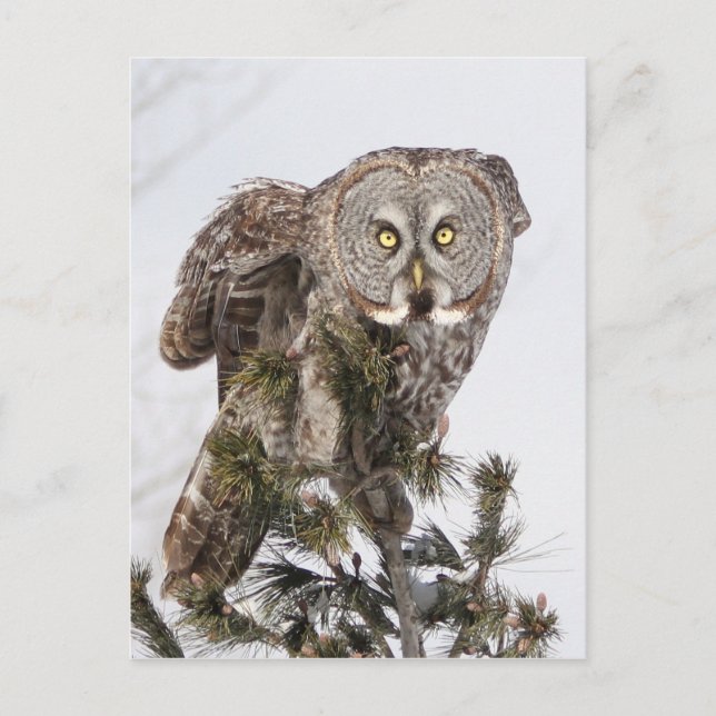 The perching prince.jpg postcard (Front)