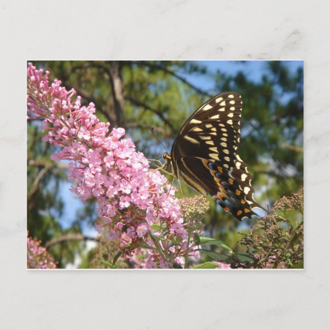 The Perfect Butterfly! Postcard (Front)