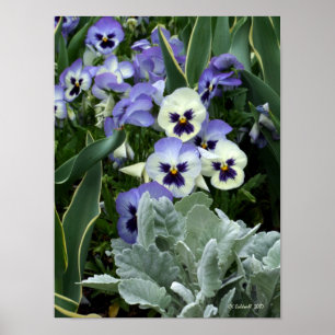 The Perfect Pansy Poster