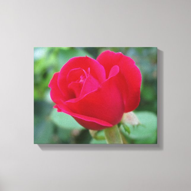 The Perfect Rose! Canvas Print (Front)