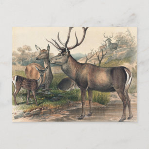 The Persian Deer by Joseph Wolf Postcard