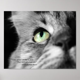 The Photogenic Cat Poster