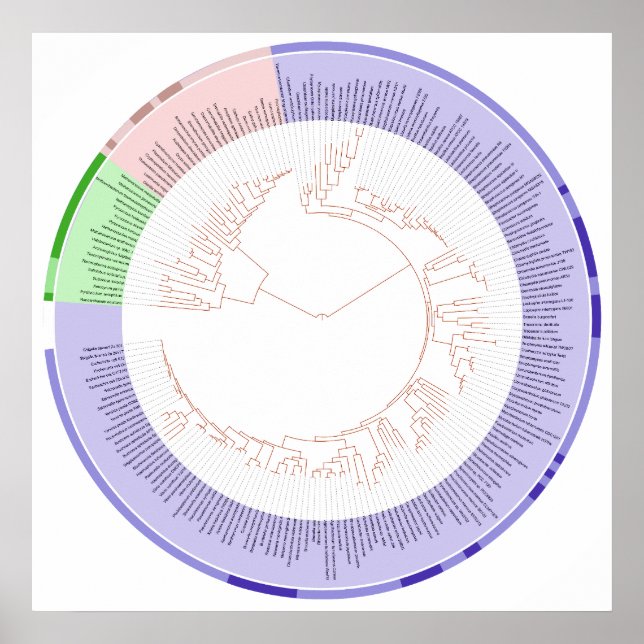 The Phylogenetic Tree of Life Circular Chart (Front)