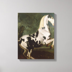 The Piebald Stallion at the Eisgruber Stud Canvas Print
