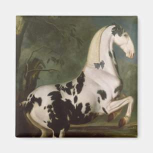 The Piebald Stallion at the Eisgruber Stud Magnet