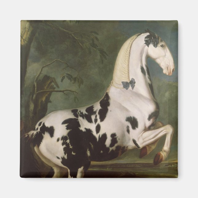 The Piebald Stallion at the Eisgruber Stud Magnet (Front)