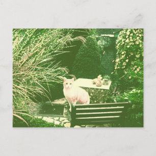The pink cat postcard