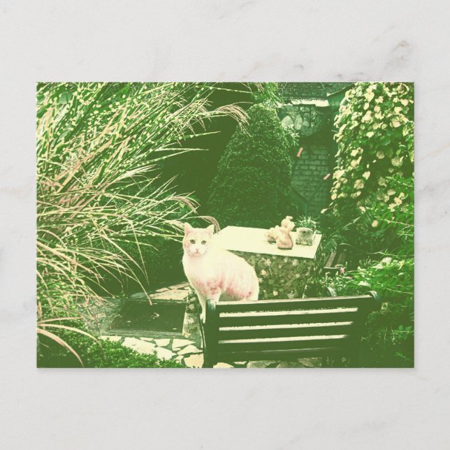 The pink cat postcard (Front)