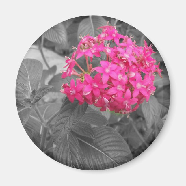 The Pink Flower Magnet (Front)