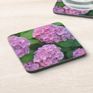 The pink Hortensia hydrangea bush Coaster