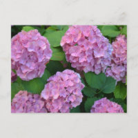 The pink Hortensia hydrangea bush 