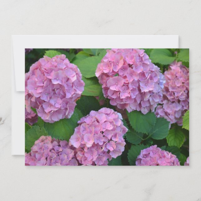 The pink Hortensia hydrangea bush  Thank You Card (Front)