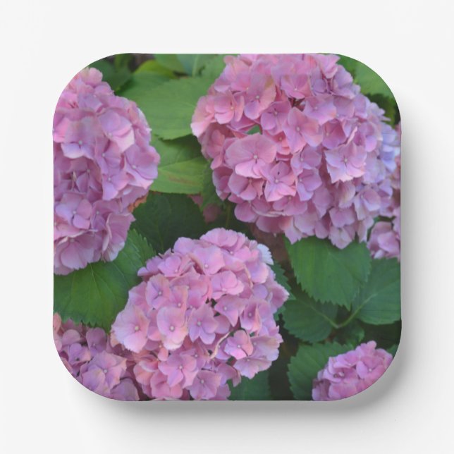 The pink Hortensia hydrangea   Paper Plate (Front)