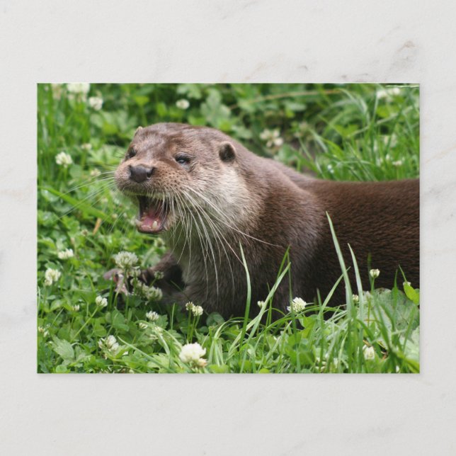 The Playful Spirit of the Eurasian Otter Postcard (Front)