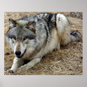 The Playful Wolf Poster