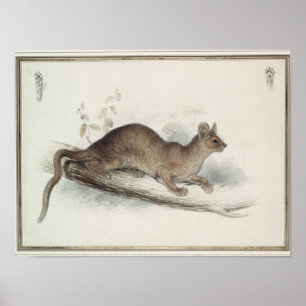 The Polecat, 19th century Poster