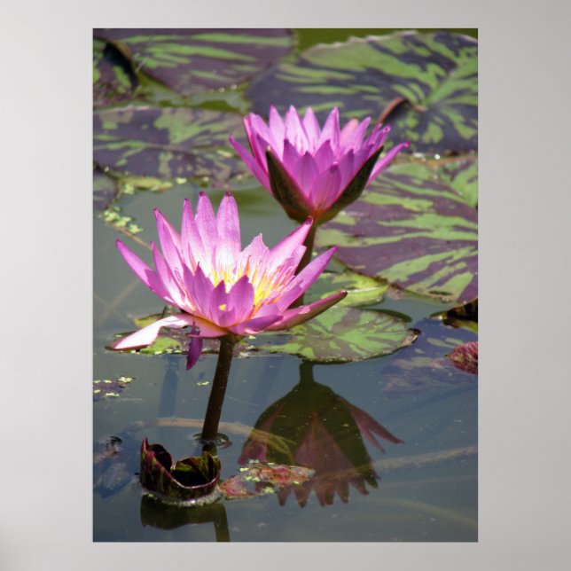 The Pond Poster (Front)